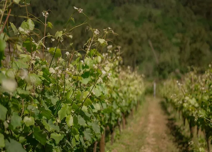 Granxa D Outeiro Otel Ribadavia